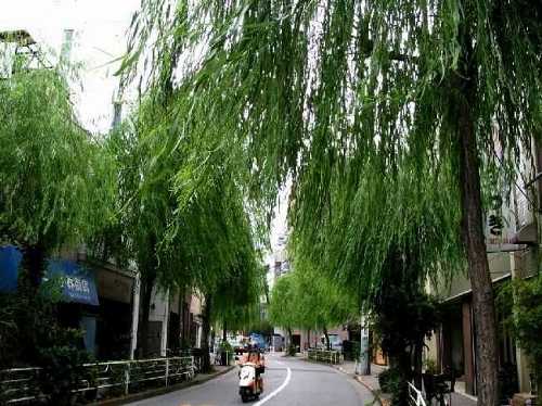 柳通り 根岸