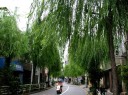 柳通り 根岸