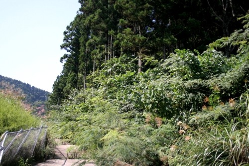 旧羽州浜街道・矢引峠道 中山 鶴岡市 山形県