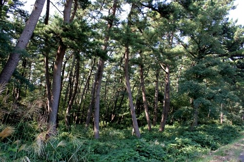 荘内海岸砂防林 八重浜 浜中 酒田市 山形県