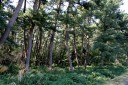 荘内海岸砂防林 八重浜 浜中 酒田市 山形県