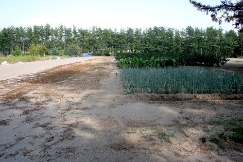 荘内砂丘 十里塚 酒田市 山形県