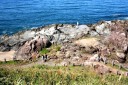 十六羅漢岩 西楯 吹浦 遊佐町 鮑海郡 山形県