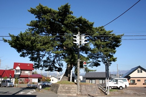 油田の一本松 八橋大道東 秋田市 秋田県