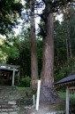 鳥越神社夫婦スギ 鳥越 新庄市 山形県