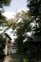 大ケヤキ 熊野神社 久野本２丁目 天童市 山形県