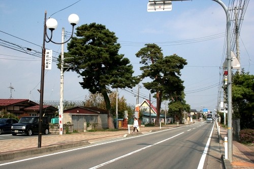 松並木 神町南1丁目 東根市 山形県