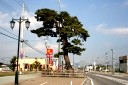 松並木跡 さくらんぼ駅前１丁目 東根市 山形県