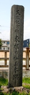 松並木跡 さくらんぼ駅前1丁目 東根市 山形県