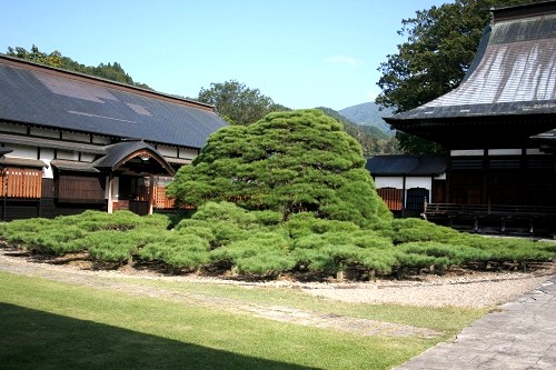 左右の松(本覚寺) 楯 楯岡 村山市 山形県