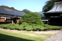 左右の松（本覚寺） 楯 楯岡 村山市 山形県
