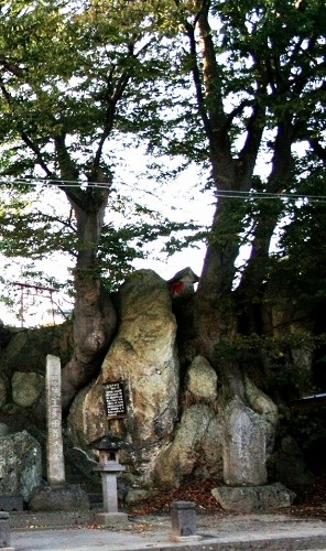 三島ケヤキ 晦日町 楯岡 村山市 山形県