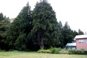一本杉 名木沢 尾花沢市 山形県
